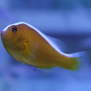 Amphiprion akallopsios