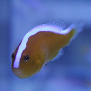 Amphiprion akalopsios