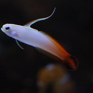 Red firefish