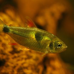 Bucktooth tetra