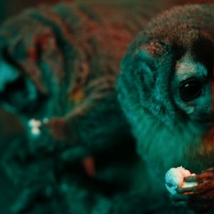 Nancy Ma's night monkey