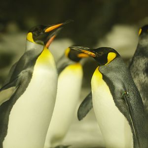 King penguin