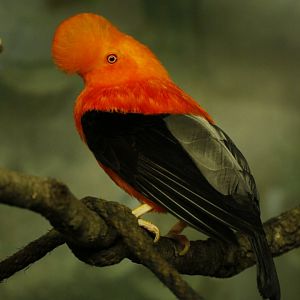 Andean cock-of-the-rock