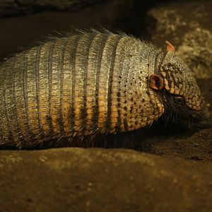 Big hairy armadillo