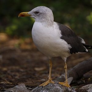 Yellow-legged gull