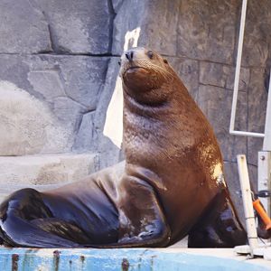 Steller's sea lion