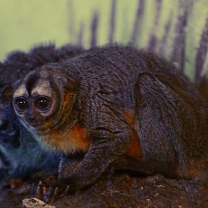 Three-striped night monkey