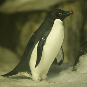 Adélie penguin