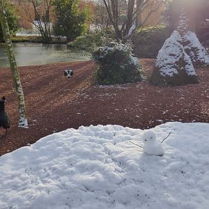 Little snowman in Tsavo aviary
