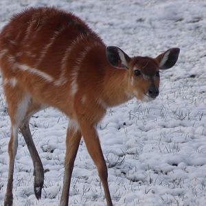 Sitatunga in the snow