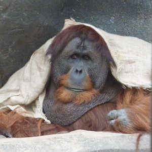 Male Sumatran Orangutan (Puluh)
