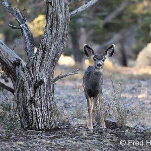 Young mule deer (wild)