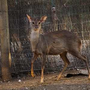 Grey brocket