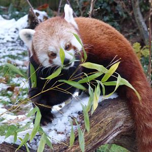 Red Panda