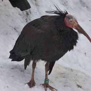 Waldrapp in the snow