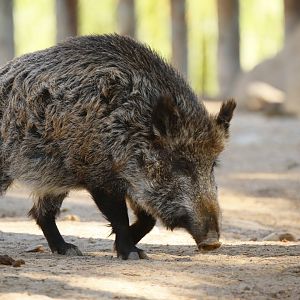 Iberian wild boar