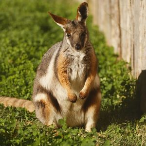 Yellow-footed rock wallaby