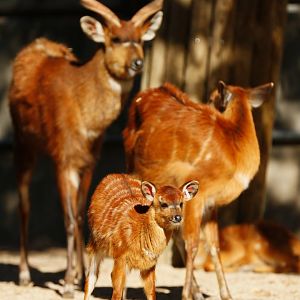 Western sitatunga