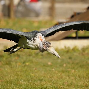 Marabou stork