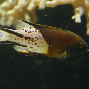 Lyre-tail hogfish