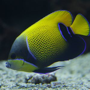 Buegirdled angelfish