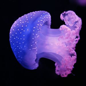 White-spotted jelly