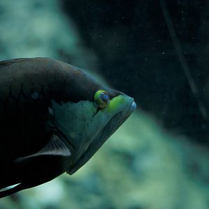 Slingjaw wrasse