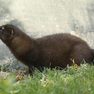 European mink