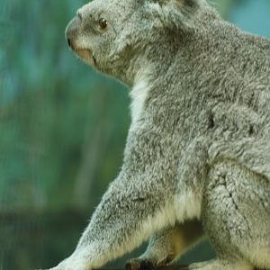 Queensland koala