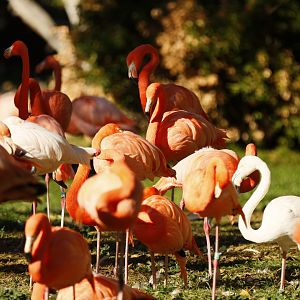 Caribbean & Greater flamingos