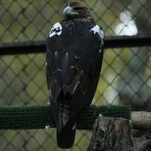 Iberian imperial eagle