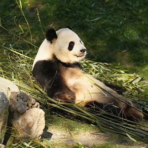 Black and white bear (ID?)