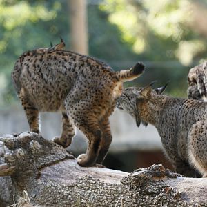 Iberian lynx