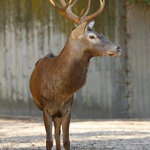 Spanish red deer