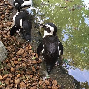 African Penguins