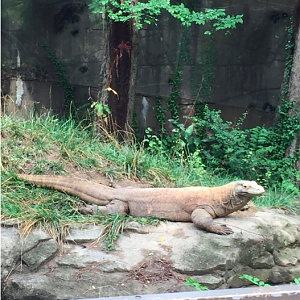 Komodo Dragon