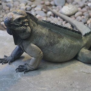 Iguana