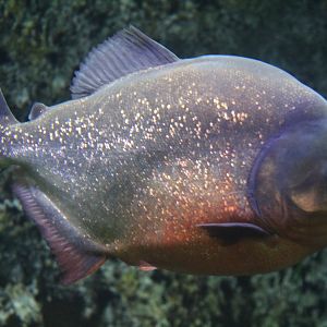 Piranha