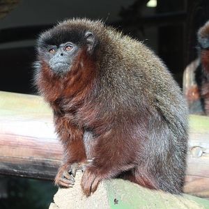 Red Titi Monkey