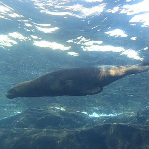 Patagona Sea Lion