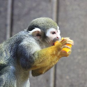 Squirrel Monkey