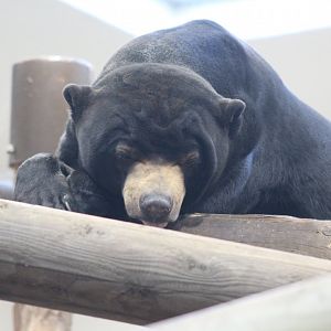 Sun Bear