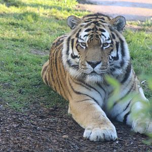 Amur Tiger