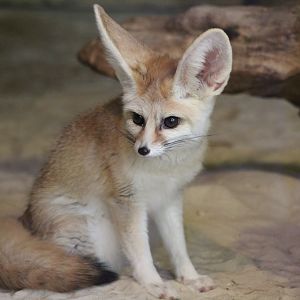 Fennec Fox