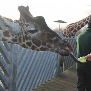 Giraffe Feed