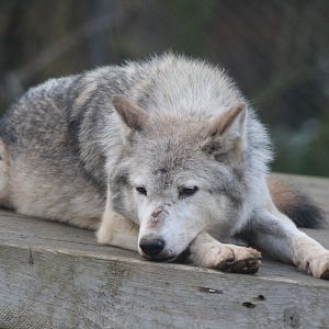 Grey Wolf
