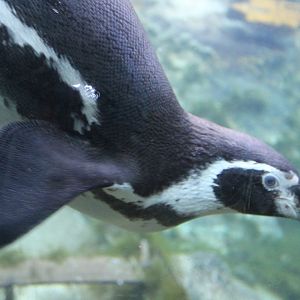 Underwater Penguin