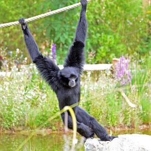 Siamang