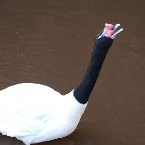 Black-necked swan calling, December 2017