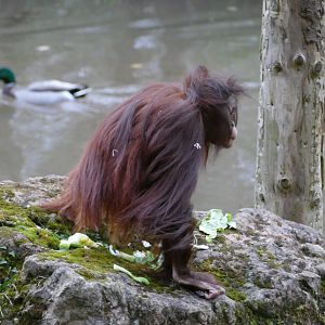 Bornean orangutan, December 2017